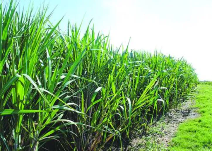 Lavouras apresentaram ganhos de 12t por hectare com a aplicação de metade do volume de fertilizantes fosfatados