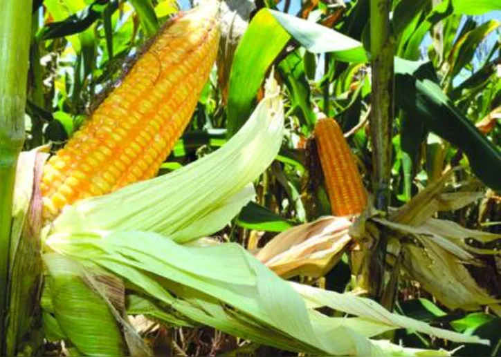 Tecnologia permite também um incremento médio de 3,1% na produtividade de grãos