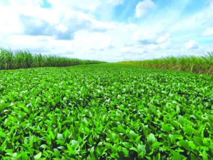 Em 2021, o projeto-piloto foi iniciada em uma área de 250 hectares