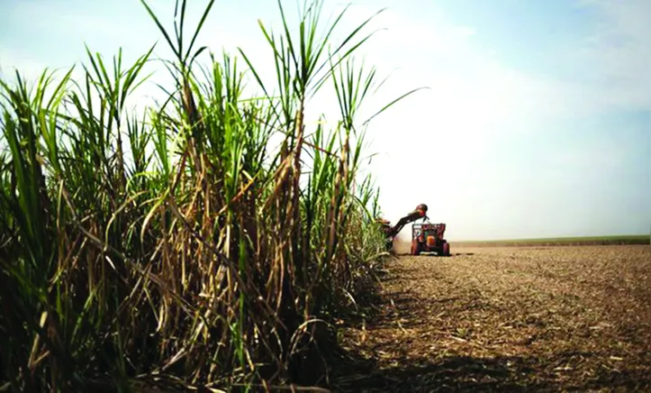 Condição climática atrasou a moagem de dois milhões de toneladas e canas podem deixar de ser colhidas
