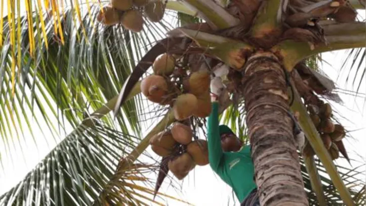 Cerca de 700 pequenos produtores fazem parte da cadeia produtiva do coco na cooperativa