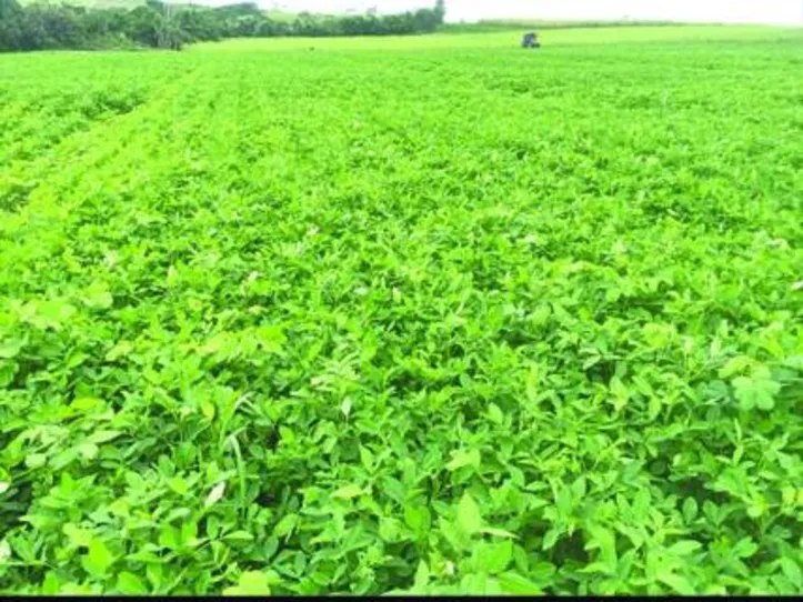 Campo de multiplicação de sementes de amendoim BR-1 com 48 dias