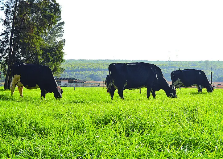 Trabalho considerou dois diferentes modelos produtivos brasileiros a pasto – extensivo e intensivo