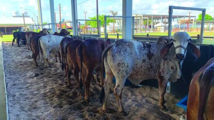Primeiros animais que irão participar da exposição começaram a chegar na segunda-feira passada