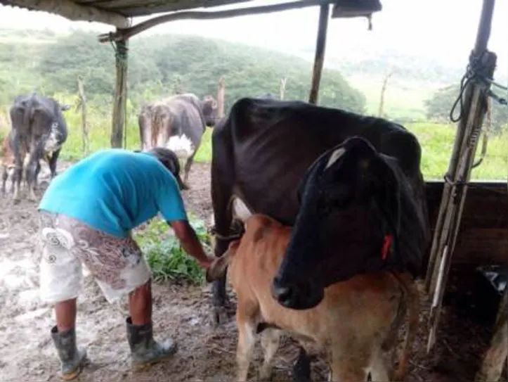 CAF filtra as informações dos agricultores familiares, direcionando-os de maneira mais assertiva ao grupo que pertencem