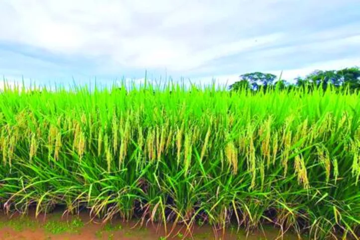 A grande vantagem do uso de cultivares CL é a facilidade de manejo de plantas daninhas