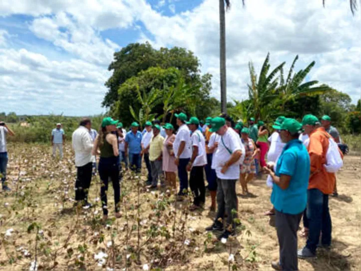 No dia de campo, agricultores tiveram a oportunidade de conhecer um plantio experimental de algodão