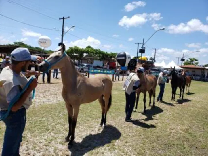 Alagoas é destaque nacional com plantel premiado na marcha picada e na marcha batida