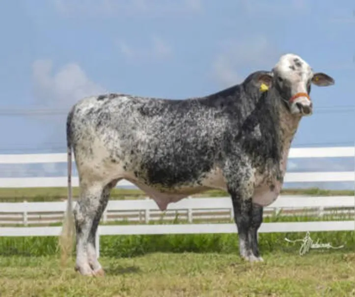 Leilão é o único remate voltado para as raças gir leiteiro e girolando na Expoagro/AL