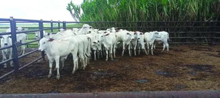 Deverão ser imunizados, até o fim deste mês, mais de 500 mil animais