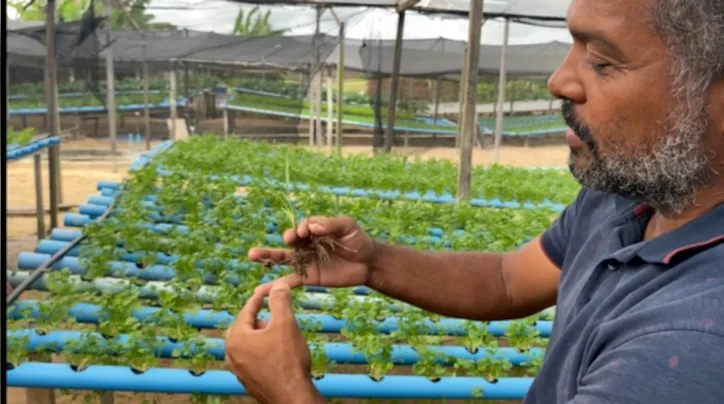 Agricultores familiares atendidos pela iniciativa colhem alimentos saudáveis em suas lavouras
