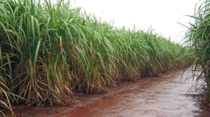 Novembro teve um acumulado de 251,1 mm, apesar de ter média histórica de 44,3 mm