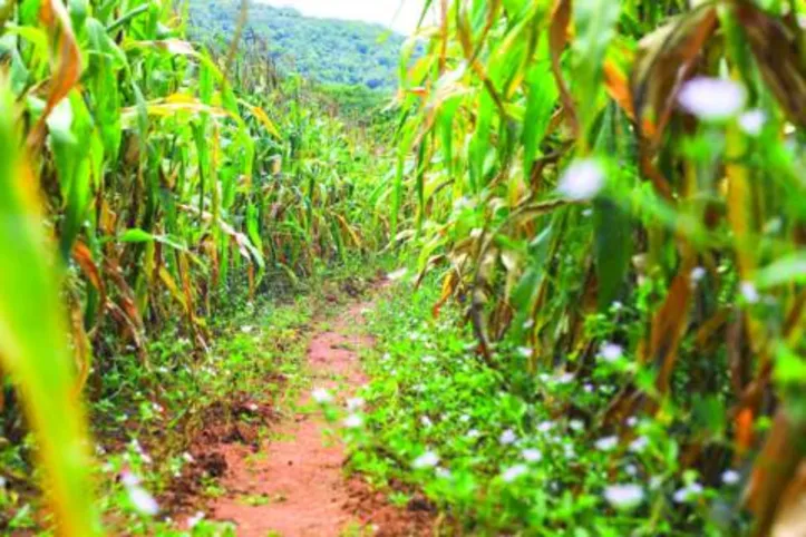 Além do avanço na produtividade, a área plantada no Estado também tem um prognóstico de aumento de 95%