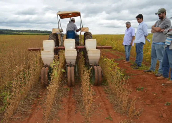 Produtividade de grãos é maior em comparação à semeadura tardia