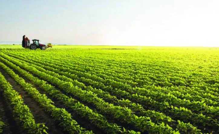 Resultado foi determinado por problemas climáticos no Sul, que afetaram a produção de soja e outras lavouras, além da queda do VBP da pecuária