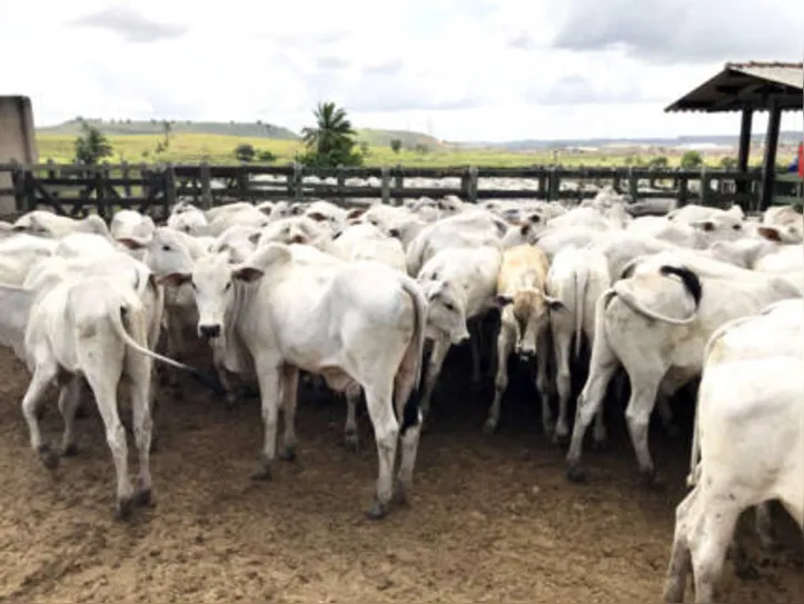 Segunda etapa em Alagoas é restrita a animais de zero a 24 meses