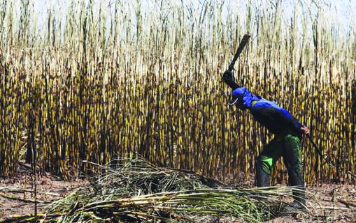 Último boletim aponta que mais de 5,6 milhões de toneladas de cana foram provenientes de produtores rurais