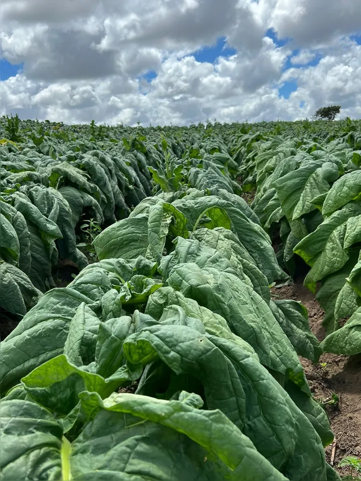 Equipe do Núcleo de Defesa Vegetal da Adeal vai percorrer municípios da região fumageira do estado