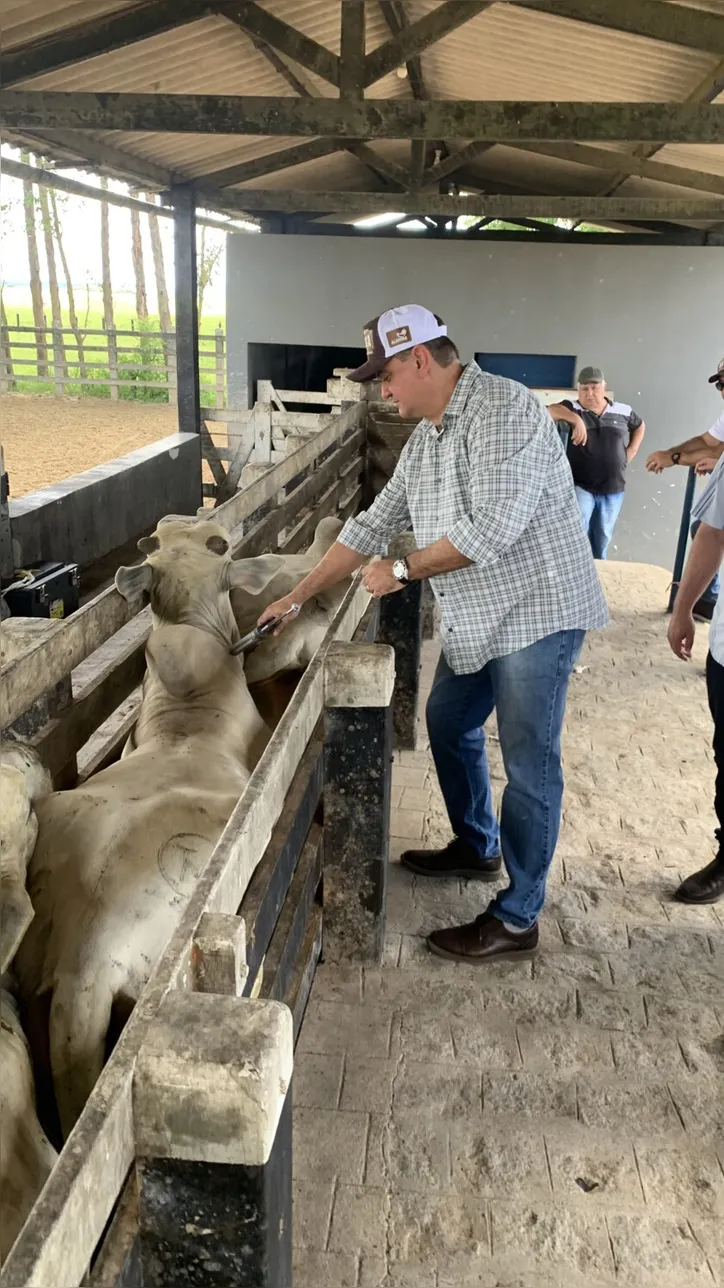 Nesta etapa, deverá ser vacinado todo o rebanho do estado, independentemente da idade do animal