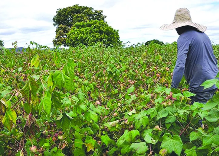 Valores contratados pelos pequenos e médios produtores em todas as finalidades foram, respectivamente, de R$ 52,2 bilhões no Pronaf e de R$ 48,7 bilhões no Pronamp