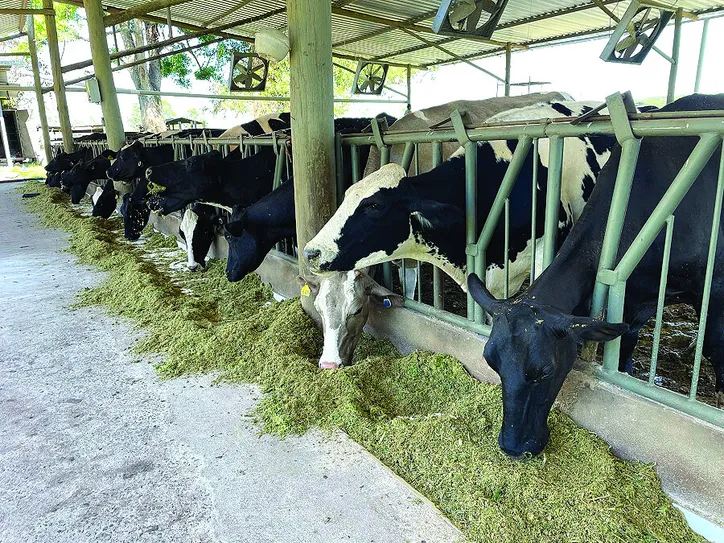 Manejo adequado de dejetos de criações auxilia no equilíbrio entre o meio ambiente e a pecuária