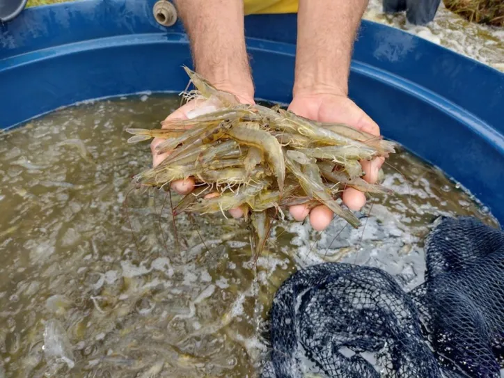Cultivo acontece na bacia do rio Coruripe, principalmente nos municípios de Coité do Noia, Igaci, Arapiraca e Limoeiro de Anadia