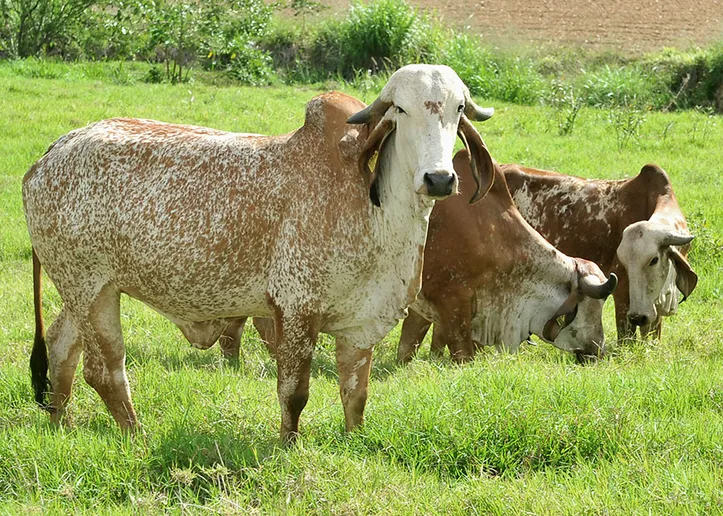 Imagem ilustrativa da imagem DICA RURAL (Fim de Semana, 01 e 02/07/2023)