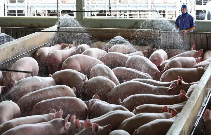 Imagem ilustrativa da imagem DICA RURAL (Fim de Semana, 03 e 04/06/2023)