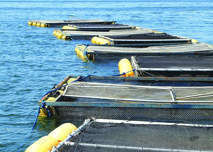 Pesquisadores ressaltam o enorme potencial do Brasil na criação de tambaquis em tanques-rede