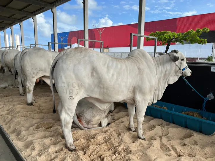 Exposição tem foco no segmento técnico, trazendo as novidades no melhoramento genético das raças