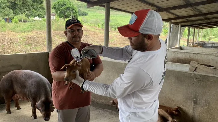 Doença viral, altamente contagiosa, afeta somente suínos domésticos e asselvajados