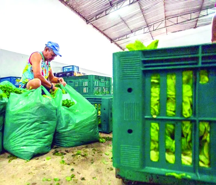 Mais de 540 toneladas de alimentos foram compradas diretamente no campo aos agricultores familiares