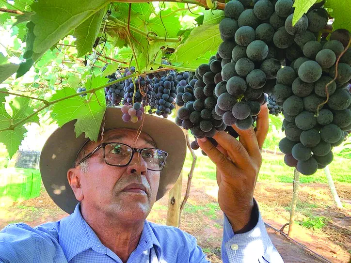 Clima, solo e principalmente água são fatores que contribuem para o bom desenho do cultivo de uvas em Alagoas