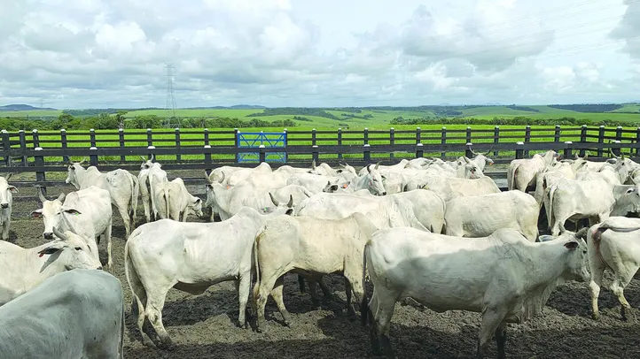Com prorrogação, criador tem mais uma oportunidade para declarar a vacinação dos animais