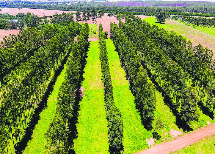Forragem na integração pecuária-floresta (IPF) apresentou teor elevado de proteína bruta quando comparado a um modelo pecuário tradicional