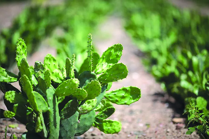 Iniciativa pesquisa potencial produtivo de plantas para alimentação do rebanho