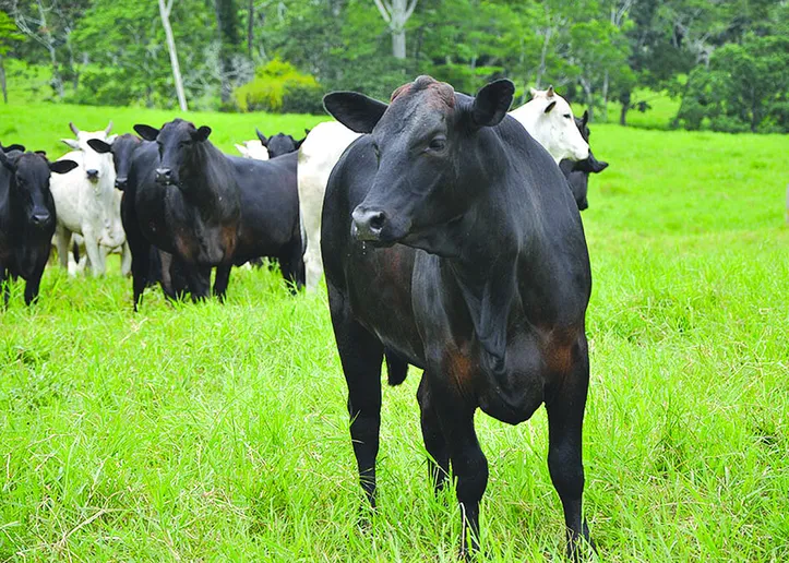 Resultados de pesquisas confirmam aumento de 30% na produtividade de carne e de bezerros, por hectare, e redução nas emissões de gases de efeito estufa na atividade