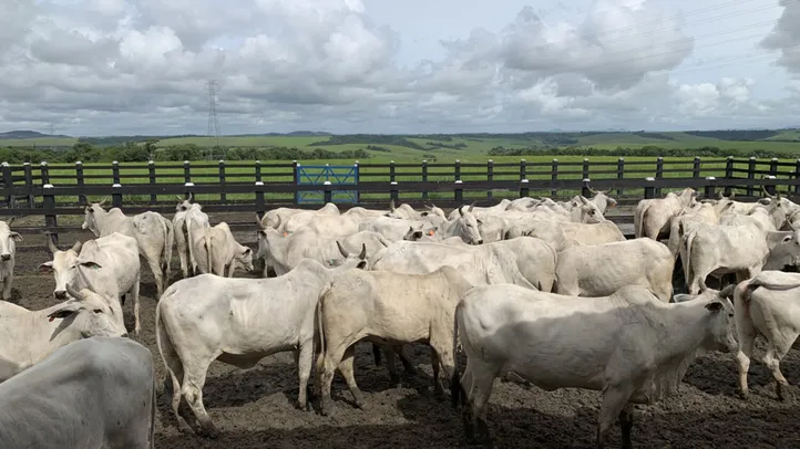 Em Alagoas, todo o rebanho de bovídeos deverá ser vacinado contra a doença