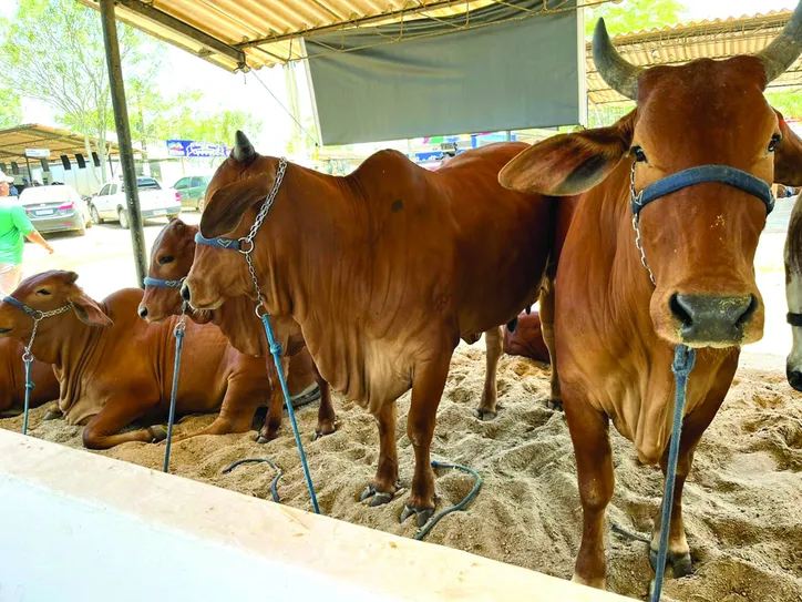 Raça se prepara para ser uma das grandes novidades da maior exposição agropecuária do Norte e Nordeste