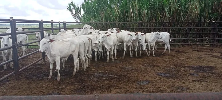 Imagem ilustrativa da imagem Começa a vacinação contra aftosa em Alagoas