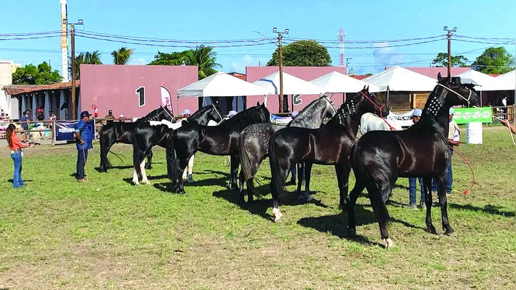 Imagem ilustrativa da imagem Expoagro bate novo recorde de negócios