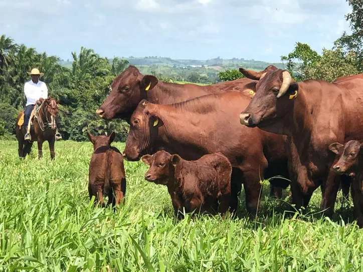 Foram comercializados 25 lotes, sendo touros e matrizes de genética comprovada em prova de ganho de peso e pelos programas de melhoramento genético