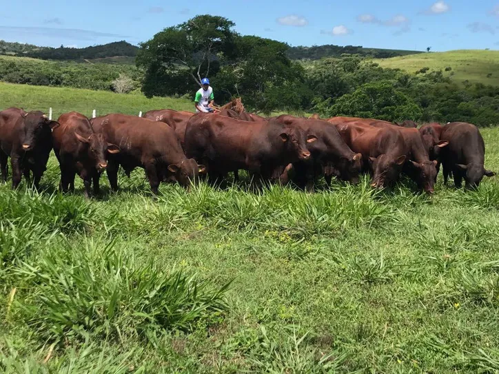 Fazenda está há quatro décadas fazendo o trabalho de fortalecimento do santa gertrudis, com melhoramento genético do rebanho nacional, importação e a oferta de animais avaliados