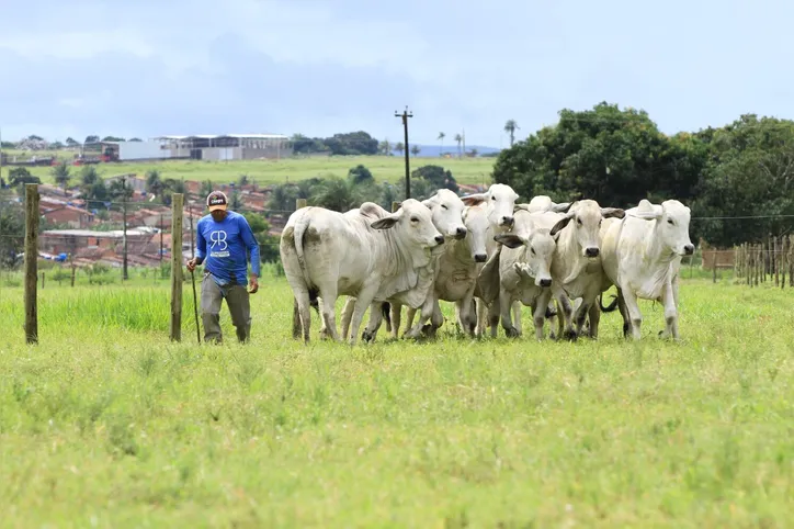 Remate vai ofertar dez lotes de touros e 15 de fêmeas