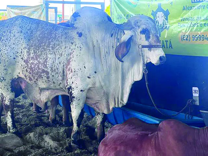 Leilão ofertará animais com padrão de qualidade genética das raças girolando e gir leiteiro
