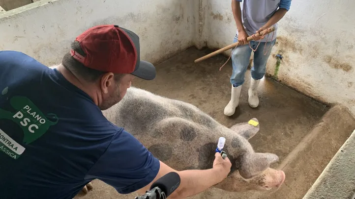 PSC é uma doença que atinge não apenas suínos domésticos, mas também os asselvajados