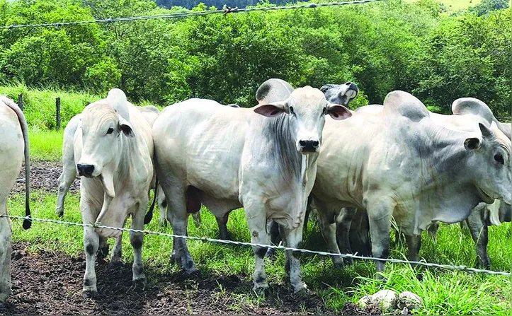 Leilão vai ofertar exemplares das duas agropecuárias com opção de parcelamento em 40 prestações e possibilidade de frete free