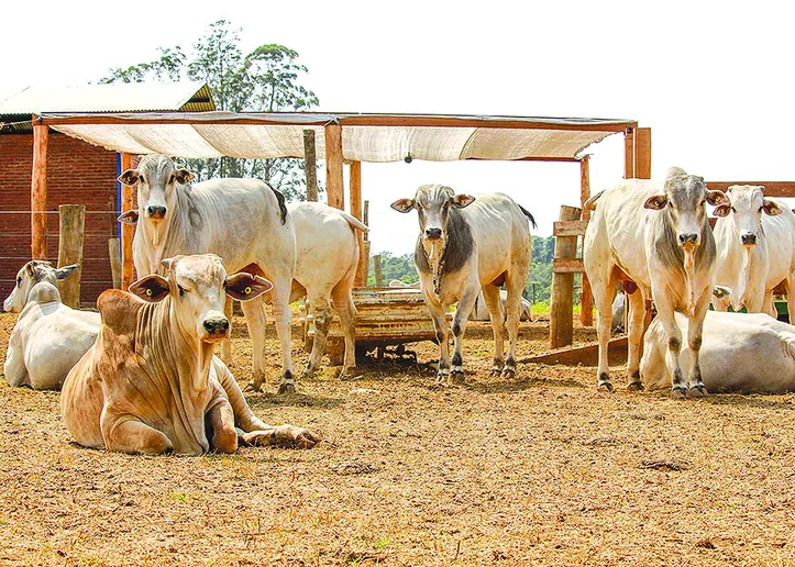 Fornecer sombra artificial, além de melhorar o bem-estar animal, impacta diretamente o desempenho ambiental