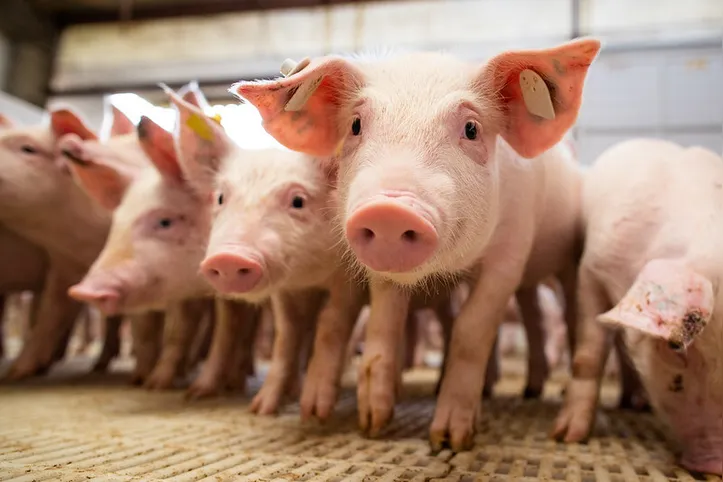 Região Leste – zona da mata e litoral norte – de Alagoas tem maior número de animais vacinados