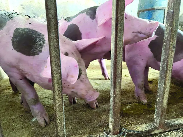 Na quarta etapa, foram vacinados mais de 138 mil animais em Alagoas